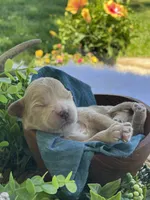 F1bb Mini Trey, a male Goldendoodle and Miniature Goldendoodle for sale in Bloomfield, MO – 4 of 5