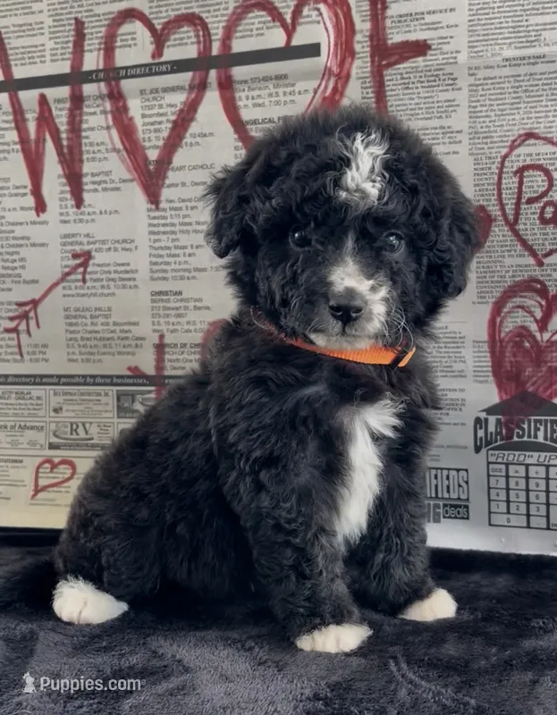 Trace  – Miniature Aussiedoodle puppy for sale in Bloomfield, MO