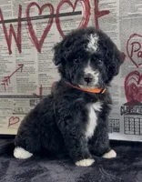 Trace , a male Miniature Aussiedoodle for sale in Bloomfield, MO – 1 of 9