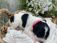 Tulsa, a female Miniature Aussiedoodle for sale in Bloomfield, MO – 4 of 6