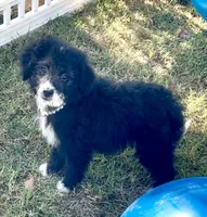 Onyx (Videos) , a female Miniature Aussiedoodle for sale in Bloomfield, MO – 7 of 10