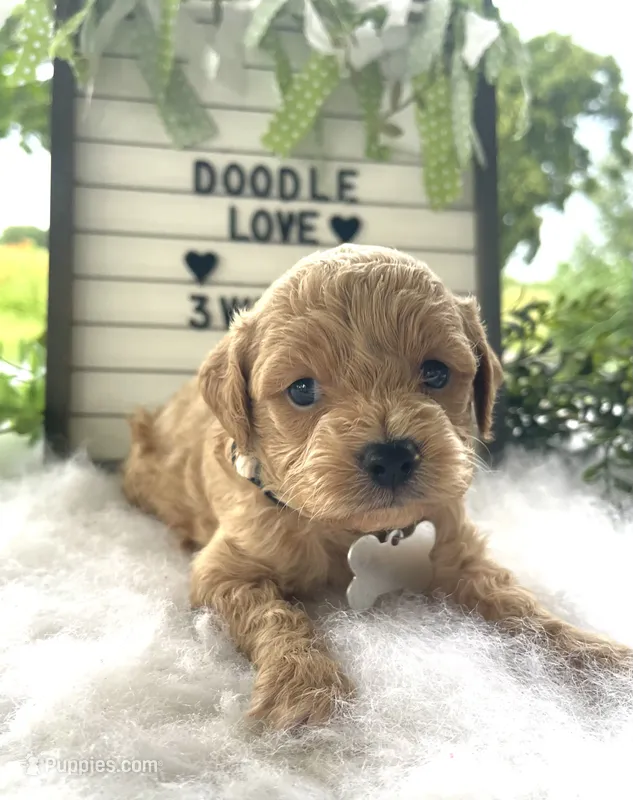 F1bb Mini Carter – Goldendoodle, Miniature Goldendoodle puppy for sale in Bloomfield, MO