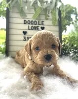 F1bb Mini Carter, a male Goldendoodle and Miniature Goldendoodle for sale in Bloomfield, MO – 5 of 10