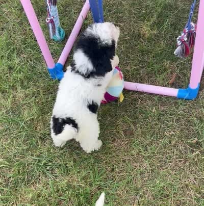 Jasper Video, a male Miniature Aussiedoodle for sale in Bloomfield, MO – 10 of 10