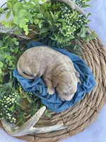 F1bb Mini Trey, a male Goldendoodle and Miniature Goldendoodle for sale in Bloomfield, MO – 5 of 5