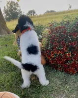 Jet (videos), a male Miniature Aussiedoodle for sale in Bloomfield, MO – 3 of 10