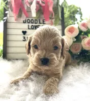 F1bb Mini Paisley, a female Goldendoodle and Miniature Goldendoodle for sale in Bloomfield, MO – 2 of 10