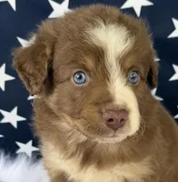 Merlin, a male Miniature Aussiedoodle for sale in Bloomfield, MO – Photo 1 of 4