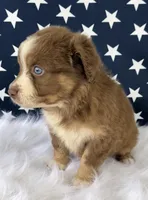 Merlin, a male Miniature Aussiedoodle for sale in Bloomfield, MO – Photo 4 of 4