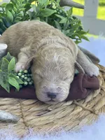 F1bb Mini Oliver , a male Goldendoodle and Miniature Goldendoodle for sale in Bloomfield, MO – 3 of 6
