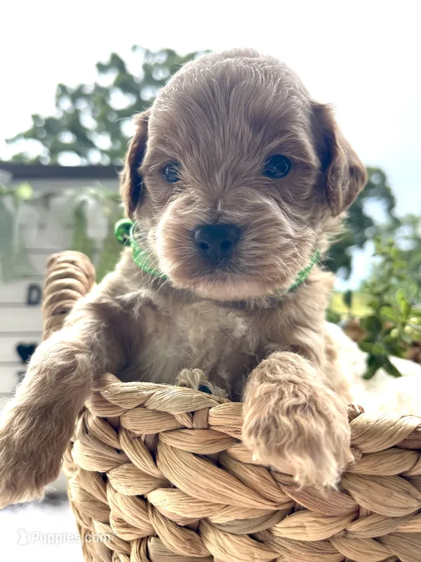 F1bb Mini Trey – Goldendoodle, Miniature Goldendoodle puppy for sale in Bloomfield, MO