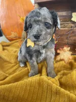 Kinsley, a female Miniature Aussiedoodle for sale in Bloomfield, MO – Photo 6 of 10