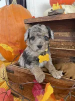 Kinsley, a female Miniature Aussiedoodle for sale in Bloomfield, MO – Photo 5 of 10