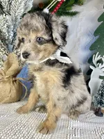 Kinsley, a female Miniature Aussiedoodle for sale in Bloomfield, MO – Photo 3 of 10
