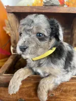 Kinsley, a female Miniature Aussiedoodle for sale in Bloomfield, MO – Photo 7 of 10