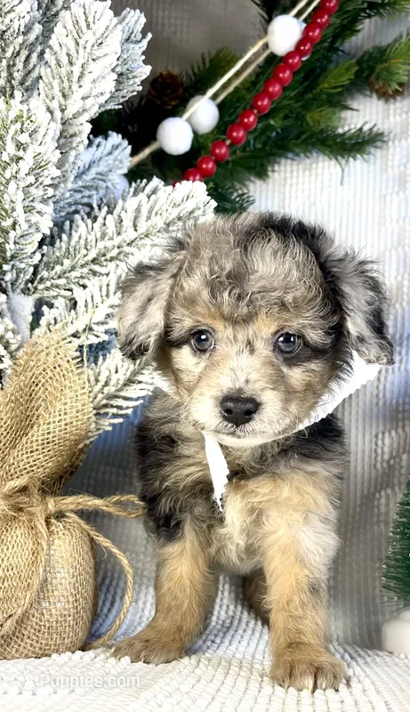 Kinsley, a female Miniature Aussiedoodle for sale in Bloomfield, MO – Photo 1 of 10