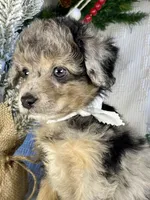 Kinsley, a female Miniature Aussiedoodle for sale in Bloomfield, MO – Photo 2 of 10