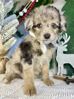 Kinsley, a female Miniature Aussiedoodle for sale in Bloomfield, MO – Photo 4 of 10