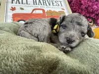 Kinsley, a female Miniature Aussiedoodle for sale in Bloomfield, MO – Photo 9 of 10
