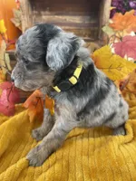 Kinsley, a female Miniature Aussiedoodle for sale in Bloomfield, MO – Photo 8 of 10