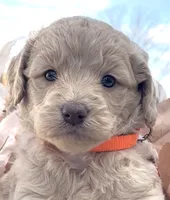 Jackson, a male Goldendoodle for sale in Bloomfield, MO – Photo 2 of 4