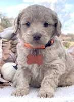 Jackson, a male Goldendoodle for sale in Bloomfield, MO – Photo 3 of 4