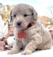 Jackson, a male Goldendoodle for sale in Bloomfield, MO – Photo 1 of 4