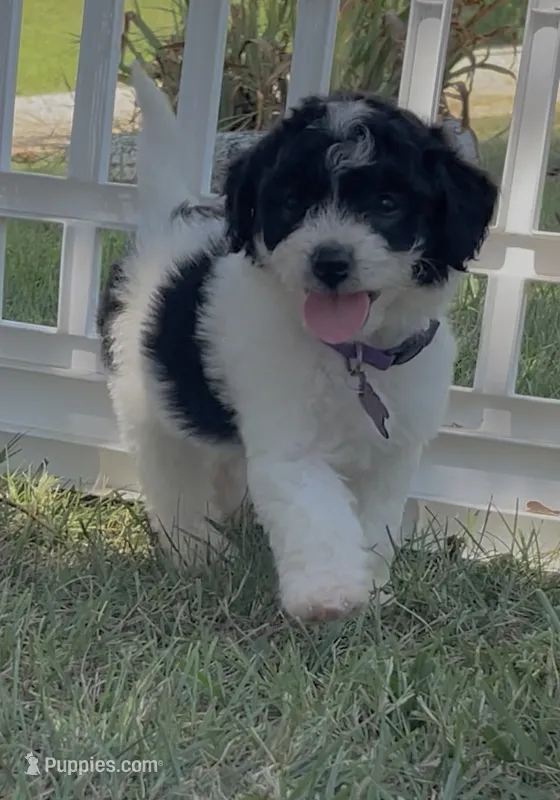 Tulsa – Miniature Aussiedoodle puppy for sale in Bloomfield, MO