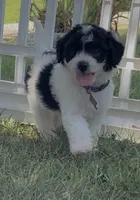 Tulsa (videos) , a female Miniature Aussiedoodle for sale in Bloomfield, MO – 6 of 10