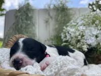 Tulsa, a female Miniature Aussiedoodle for sale in Bloomfield, MO – 3 of 6