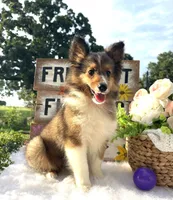 Dolly (Video) Tiny, a female Shetland Sheepdog for sale in Bloomfield, MO – 1 of 10