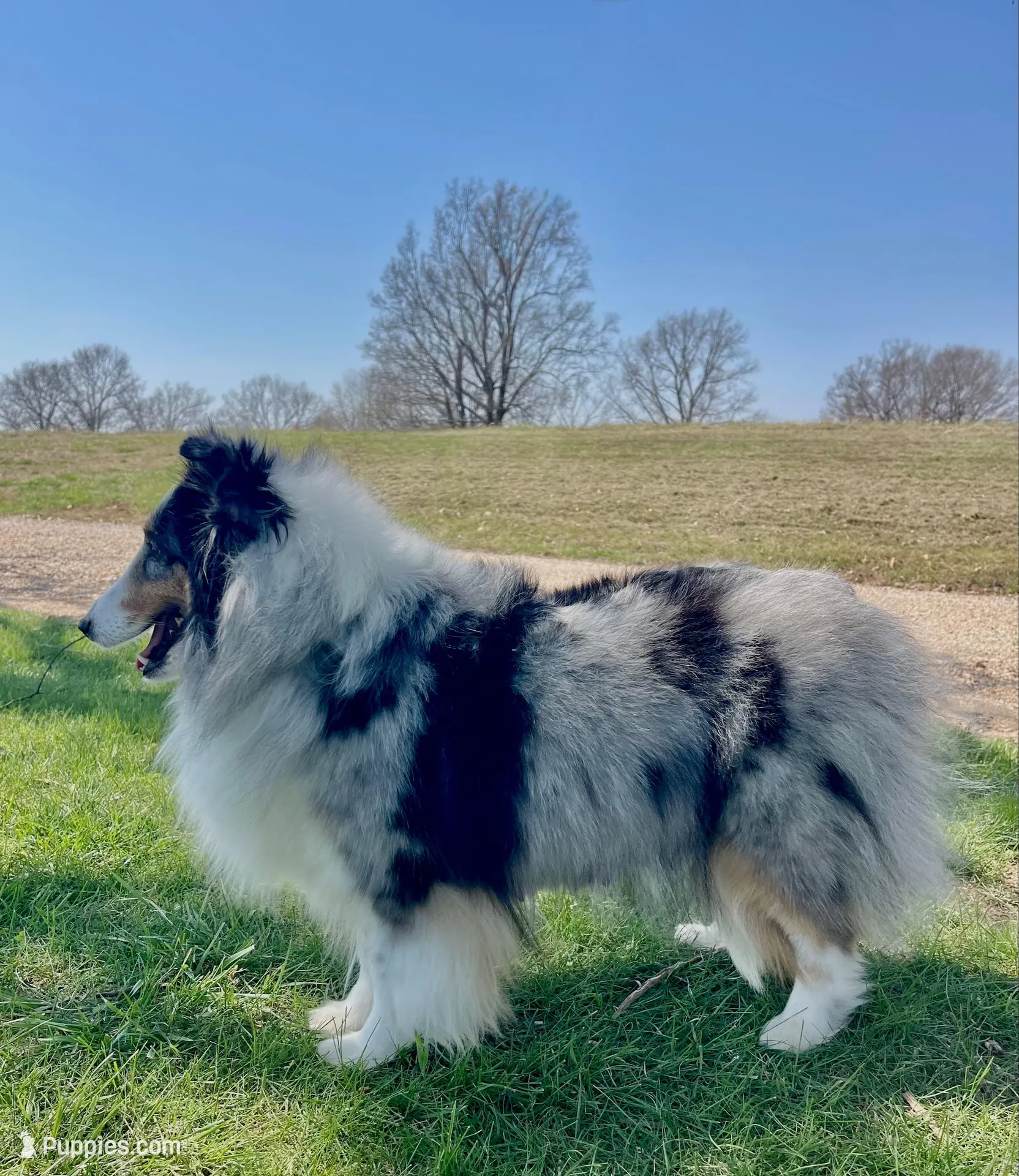 Dolly , a female Shetland Sheepdog for sale in Bloomfield, MO – Photo 5 of 6