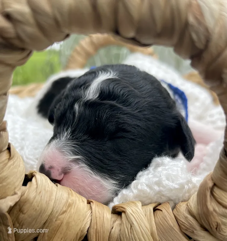 Jet – Miniature Aussiedoodle puppy for sale in Bloomfield, MO