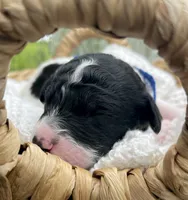 Jet, a male Miniature Aussiedoodle for sale in Bloomfield, MO – 2 of 6