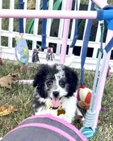 Ansley Video, a female Miniature Aussiedoodle for sale in Bloomfield, MO – 5 of 10