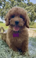 Ruby Red (mini), a female Miniature Goldendoodle for sale in Bloomfield, MO – 3 of 4