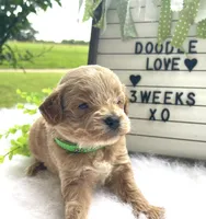 F1bb Mini Trey, a male Goldendoodle and Miniature Goldendoodle for sale in Bloomfield, MO – 6 of 9