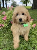 Marshall, a male Miniature Goldendoodle for sale in Bloomfield, MO – Photo 2 of 8