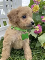 Marshall, a male Miniature Goldendoodle for sale in Bloomfield, MO – Photo 6 of 8