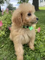 Marshall, a male Miniature Goldendoodle for sale in Bloomfield, MO – Photo 4 of 8