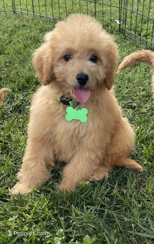 Marshall, a male Miniature Goldendoodle for sale in Bloomfield, MO – Photo 1 of 8