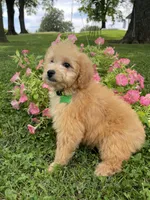 Marshall, a male Miniature Goldendoodle for sale in Bloomfield, MO – Photo 3 of 8