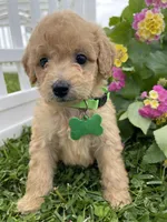 Marshall, a male Miniature Goldendoodle for sale in Bloomfield, MO – Photo 5 of 8