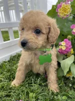 Marshall, a male Miniature Goldendoodle for sale in Bloomfield, MO – Photo 7 of 8