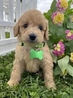 Marshall, a male Miniature Goldendoodle for sale in Bloomfield, MO – Photo 8 of 8