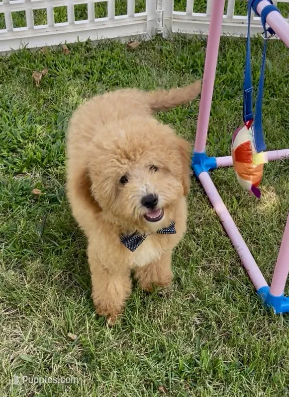 F1bb Mini Trey – Goldendoodle, Miniature Goldendoodle puppy for sale in Bloomfield, MO