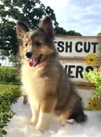 Dolly (Video) Tiny, a female Shetland Sheepdog for sale in Bloomfield, MO – 2 of 10
