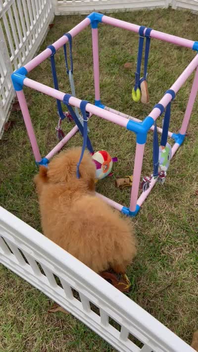 F1bb Mini Trey Video , a male Goldendoodle and Miniature Goldendoodle for sale in Bloomfield, MO – 3 of 10