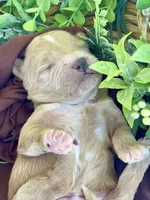 F1bb Mini Parker , a male Goldendoodle and Miniature Goldendoodle for sale in Bloomfield, MO – 3 of 7