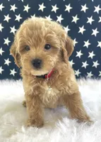 F1bb Mini Parker , a male Goldendoodle and Miniature Goldendoodle for sale in Bloomfield, MO – 2 of 10